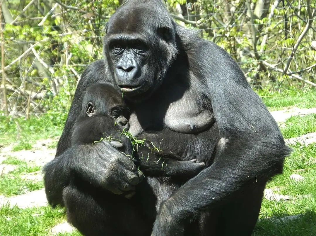 Mountain Gorilla